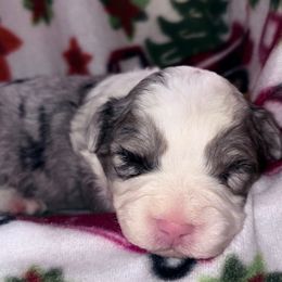 Odie - Blue merle male Aussiedoodle puppy in Missouri from Mini AussieDoodles on Meadow Lane