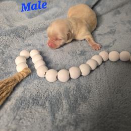 Boy 3 - male Havanese puppy in Trinity, Alabama from Tooties Cuties Havanese