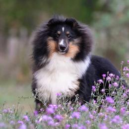 Captain - Shetland Sheepdog puppy in Elk, Washington from Asgard Shetland Sheepdogs