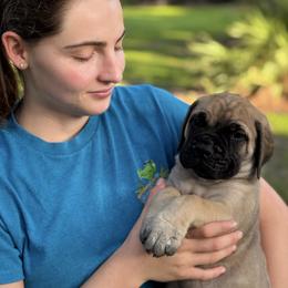 Bullmastiff Puppies from Olga Contant