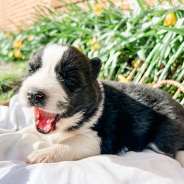 Siberian Husky Puppies from Wooly Woof Siberians