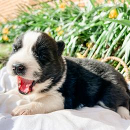 Siberian Husky Puppies from Wooly Woof Siberians