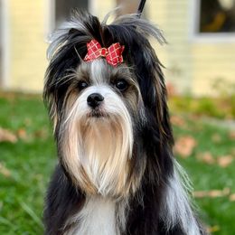 Figgy - Biewer Terrier