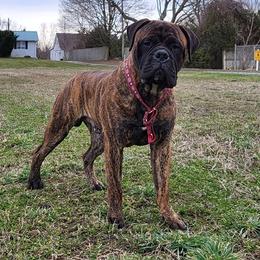 Bullmastiff Puppies from Watchman Kennels