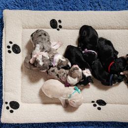 Bordoodle Puppies from 2J 2K Bordoodles