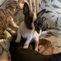 Gordy - Blue and white male Chihuahua puppy in Hackleburg, Alabama from Clements Chihuahua