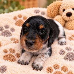 Kisses - AKC - Piebald female Dachshund puppy in Omaha, Nebraska from Colorful Dachshunds