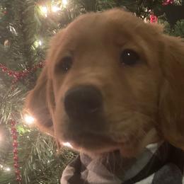 Giselle (Pink) - Dark golden Golden Retriever puppy in Lewiston, Idaho from Tiloula's Puppies