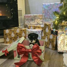 Ace - Black and silver male Miniature Schnauzer puppy in Petersburg, Indiana from Crafton Schnauzers