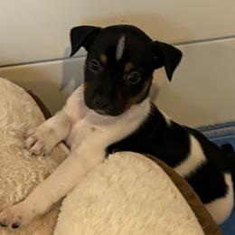 Geneva - Black white and tan female Rat Terrier puppy in Savoy, Texas from Rockin EZ Rat Terriers