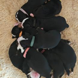 Orange - Black rust and white female Bernese Mountain Dog puppy in Myrtle Point, Oregon from Nugents Bernese Mountain Dogs