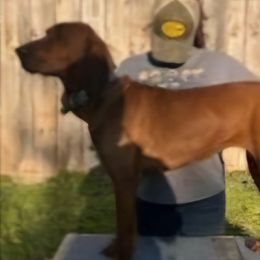 Fireball - Redbone Coonhound