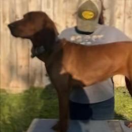 Fireball - Redbone Coonhound