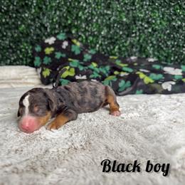 Black boy - Blue merle male Bernedoodle puppy in Modesto, California from Two Doods Doodles