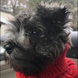 Miniature Schnauzers from Blue Sky Miniature Schnauzers