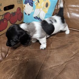 Leia - Dapple female Dachshund puppy in Mount Airy, North Carolina from Mayberry Dachshunds