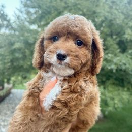 Todd - Red male Cavapoo puppy in Idaho Falls, Idaho from Freckle Paw Family