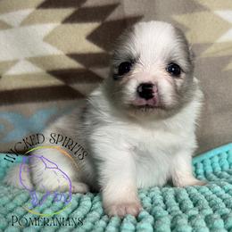 AKC BATMAN - Blue merle male Pomeranian puppy in Watkins Glen, New York from Wicked Spirits Pomeranians
