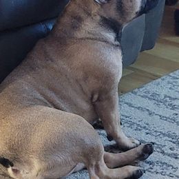 French Bulldogs from Jamie Holt's French Bulldogs