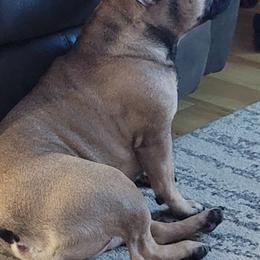 French Bulldogs from Jamie Holt's French Bulldogs