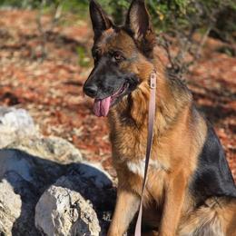 Sena - German Shepherd