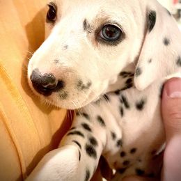 Dalmatian Puppies from Dalmatian Creation