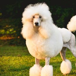 Poodles from Magic Standards