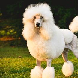Poodles from Magic Standards