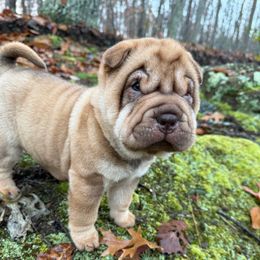 Harry - Red fawn male Chinese Shar-Pei puppy in North Carolina from Amy Mahaffey's Chinese Shar-Pei