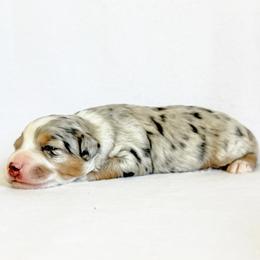 Mocha - Blue merle female Aussiedoodle puppy in Sharpsburg, Georgia from Steindoodles
