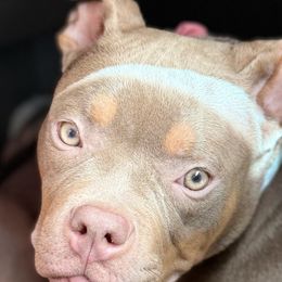 American Bullies from Byrnes Royal Bullyz