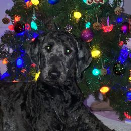 Aussiedoodle All Grown Up from Arrington’s Aussiedoodles