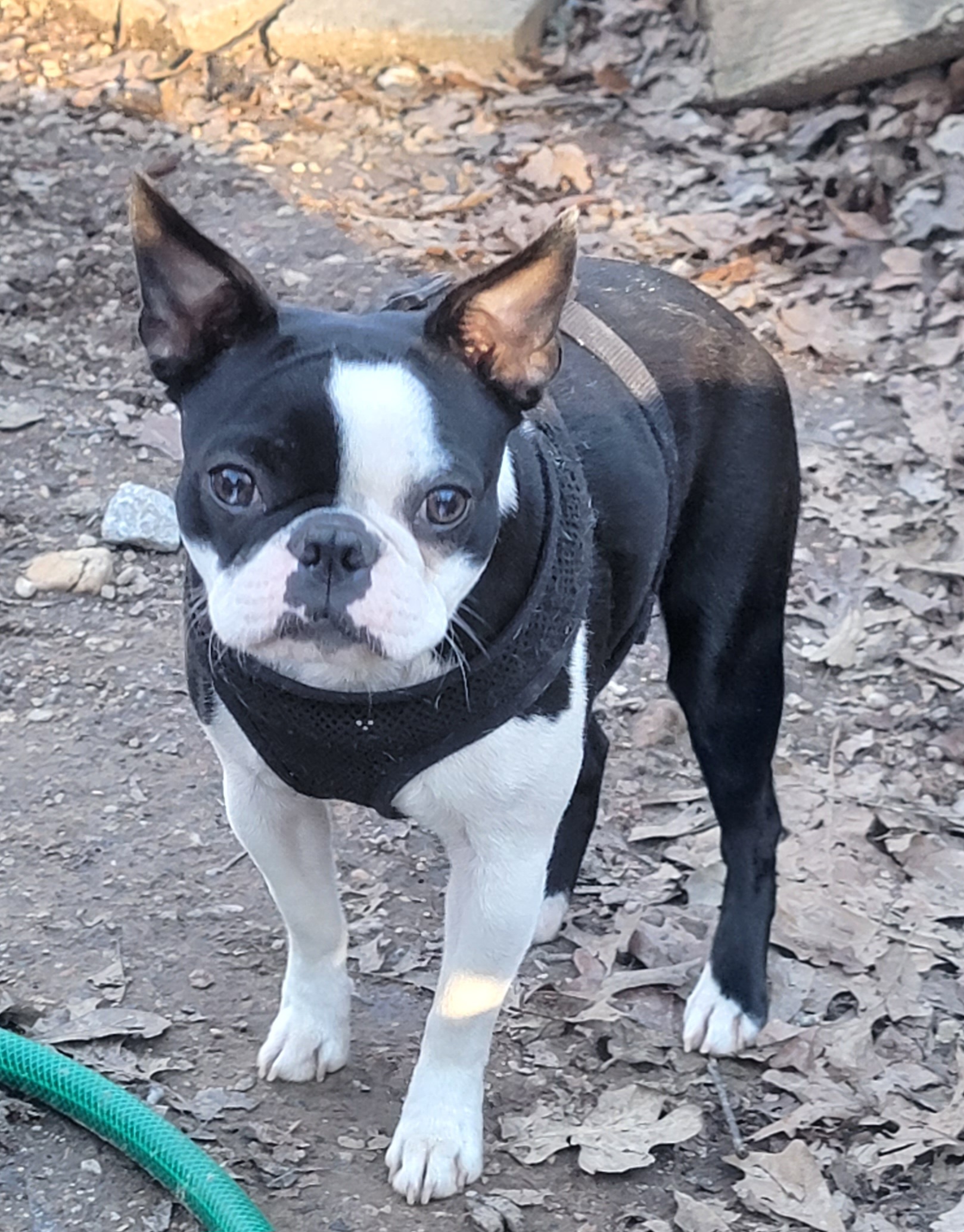 Harley - Boston Terrier