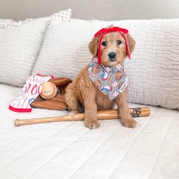 Scottie Smalls - Apricot female Goldendoodle puppy in Marietta, Georgia from Reece + Co Doodles & Poodles