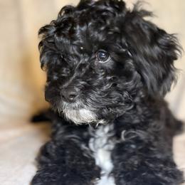 Zuckerman - Black white and tan male Cockapoo puppy in Saint Louis, Missouri from Jax Doodles