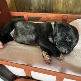Girl 4 - female Great Dane puppy in Wimberley, Texas from Heart of Texas Great Danes