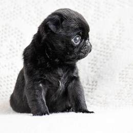 Gable - Black male Pug puppy in Caldwell, Ohio from Folklore Kennel
