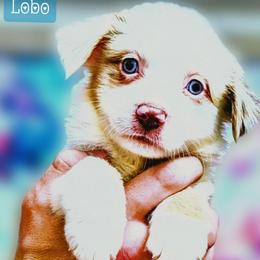 Lobo - Red merle male Miniature Australian Shepherd puppy in Punta Gorda, Florida from Christie's Creekside Aussies
