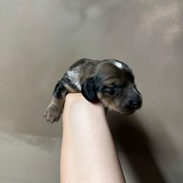 Boy 2 - Dapple male Dachshund puppy in Enoch, Utah from Juniper Ridge Dachshunds