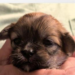 Heidi - Brindle female Lhasa Apso puppy in Fort Worth, Texas from Cynthia's Lhasa Apsos