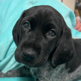 German Shorthaired Pointers from MATSKI GSP