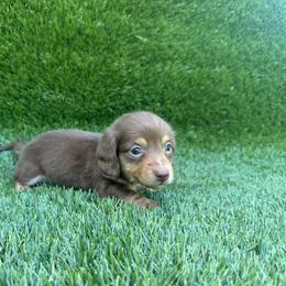 Henry - Chocolate and tan male Dachshund puppy in Smithville, Oklahoma from Bristy’s Pampered Pups