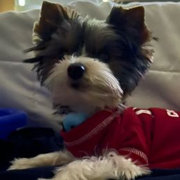 Yorkshire Terriers from Crimson Kisses