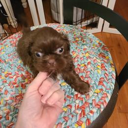 Shih Tzu Puppies from Tammy's Shihtzu Shack