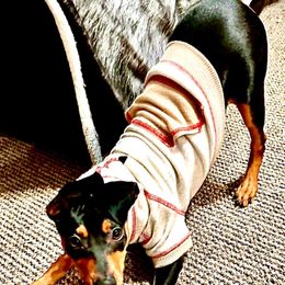 Miniature Pinscher Puppies from K&J's Min Pins Of Grand Lake