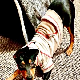 Miniature Pinscher Puppies from K&J's Min Pins Of Grand Lake