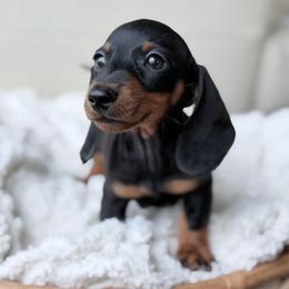 Shelby - Black and tan male Dachshund puppy in Crystal, Michigan from Mare-Bella Smoothcoat Edition
