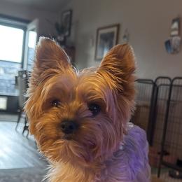 Romeo - Yorkshire Terrier