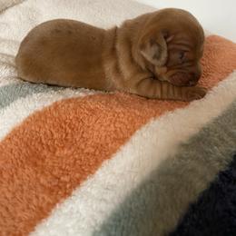 Girl 1 - Red female Dachshund puppy in Sedgewickville, Missouri from Heritage Boerboels