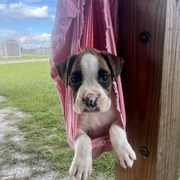 Purple collar - Brindle female Boxer puppy in Center Hill, Florida from Rogers Farm’s Beloved Boxers